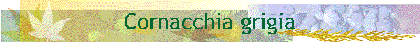 Cornacchia grigia