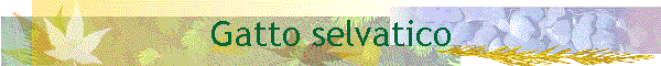 Gatto selvatico