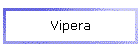 Vipera