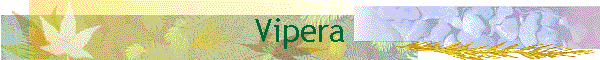 Vipera