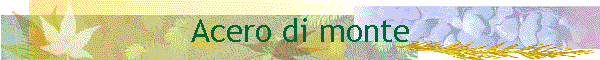 Acero di monte