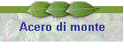 Acero di monte