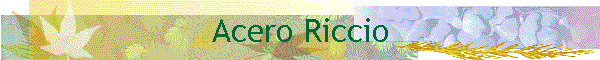 Acero Riccio