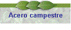 Acero campestre