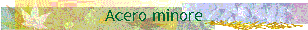 Acero minore