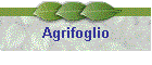 Agrifoglio
