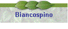 Biancospino