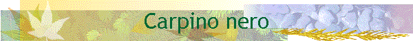 Carpino nero