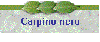 Carpino nero