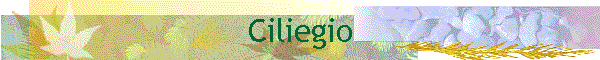 Ciliegio