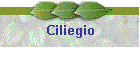 Ciliegio