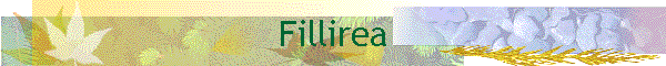 Fillirea