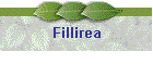 Fillirea