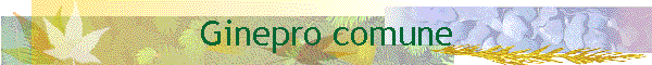 Ginepro comune