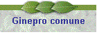 Ginepro comune