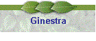 Ginestra