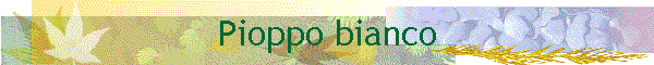 Pioppo bianco
