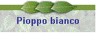 Pioppo bianco