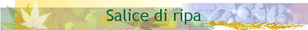 Salice di ripa