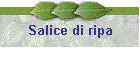 Salice di ripa