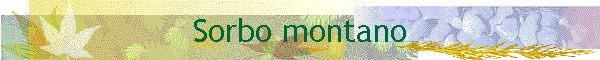 Sorbo montano