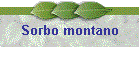 Sorbo montano