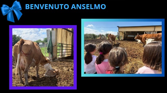 Coccole e apprendimento: la nascita di Anselmo alla Fattoria